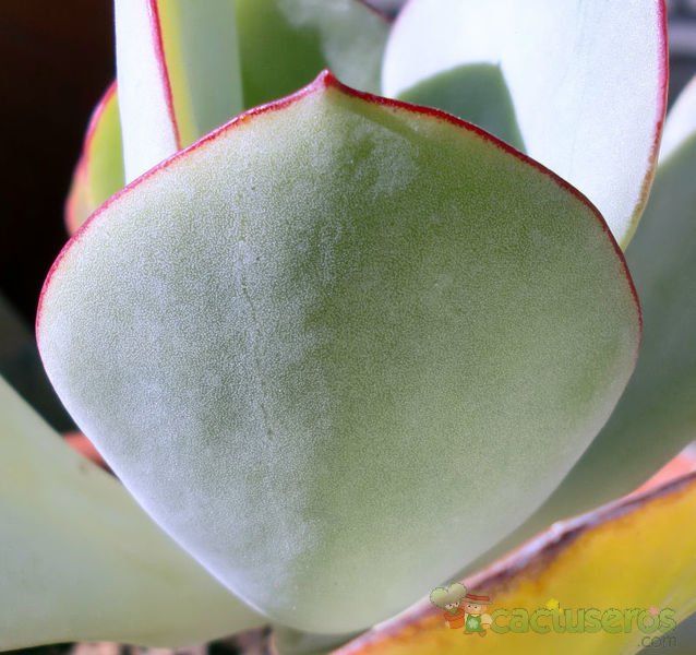 A photo of Cotyledon macrantha