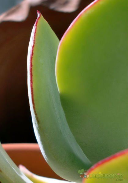 A photo of Cotyledon macrantha