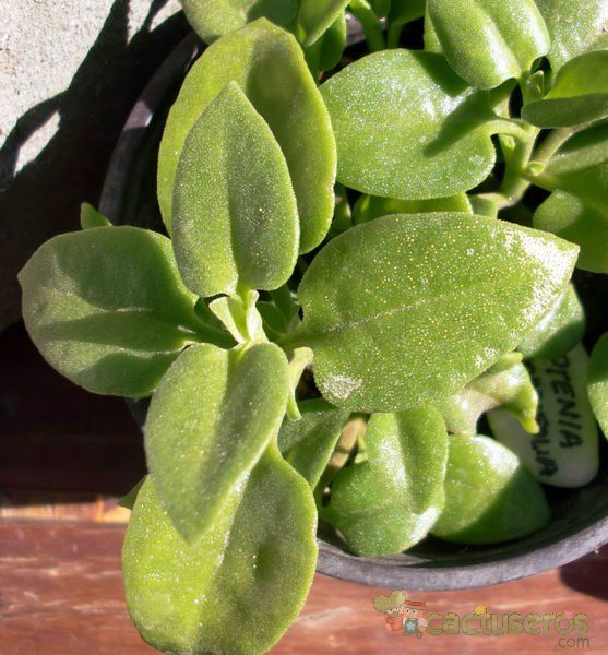 A photo of Mesembryanthemum cordifolium