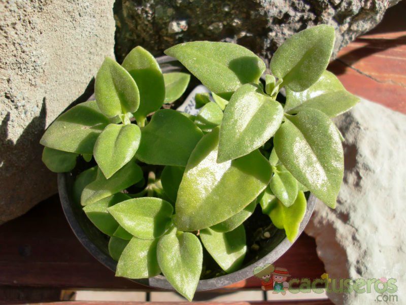 A photo of Mesembryanthemum cordifolium
