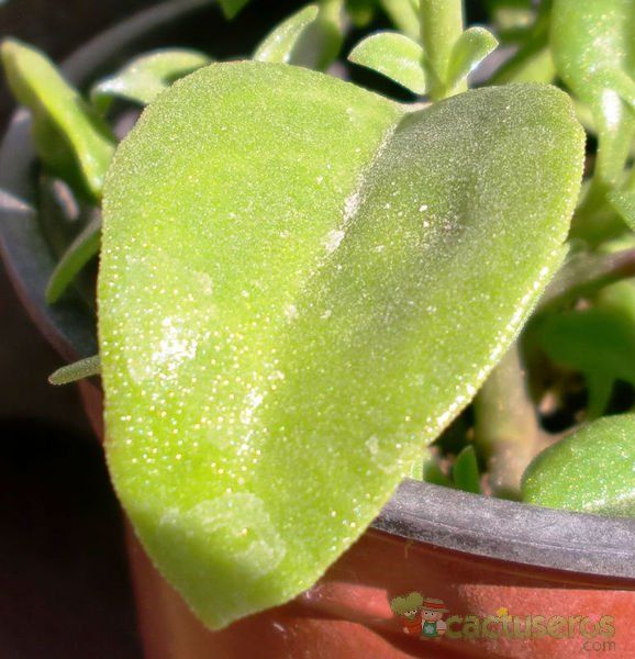A photo of Mesembryanthemum cordifolium