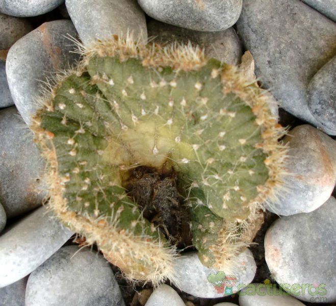 A photo of Austrocylindropuntia subulata fma. crestada