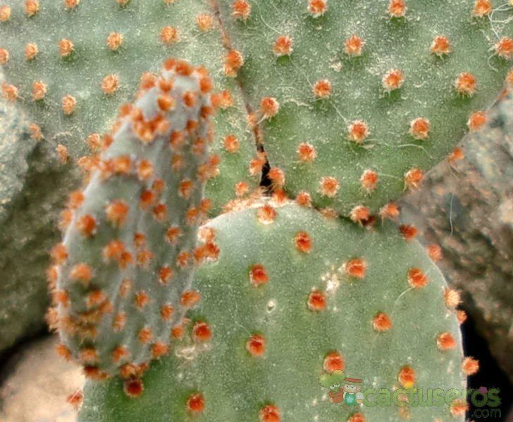 A photo of Opuntia microdasys ssp. rufida