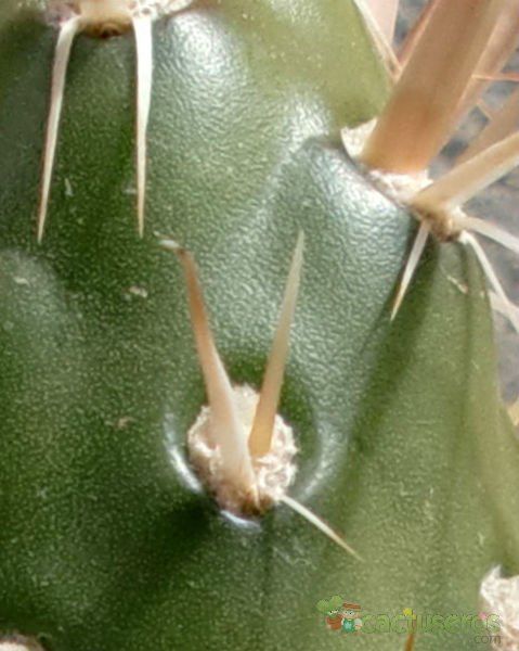 A photo of Maihueniopsis darwinii