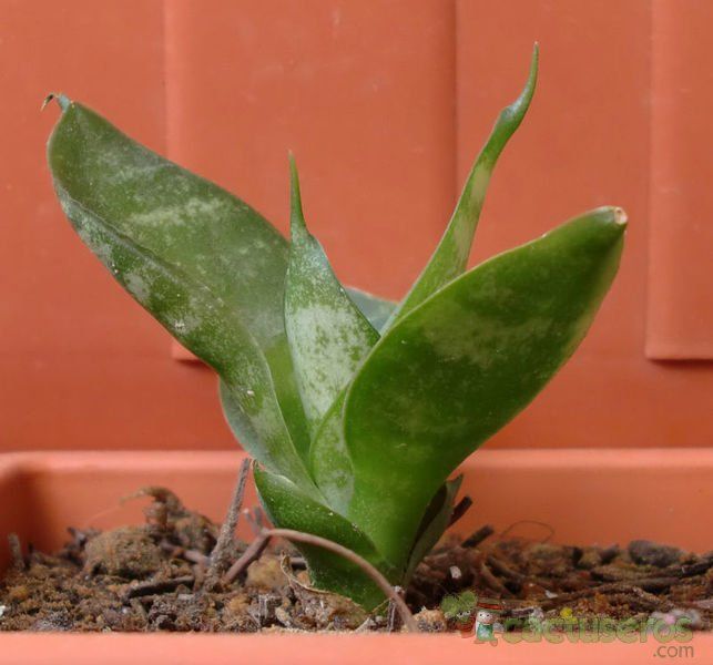 A photo of Sansevieria trifasciata