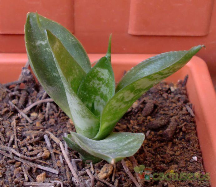 A photo of Sansevieria trifasciata