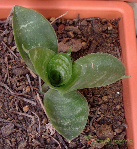 A photo of Sansevieria trifasciata