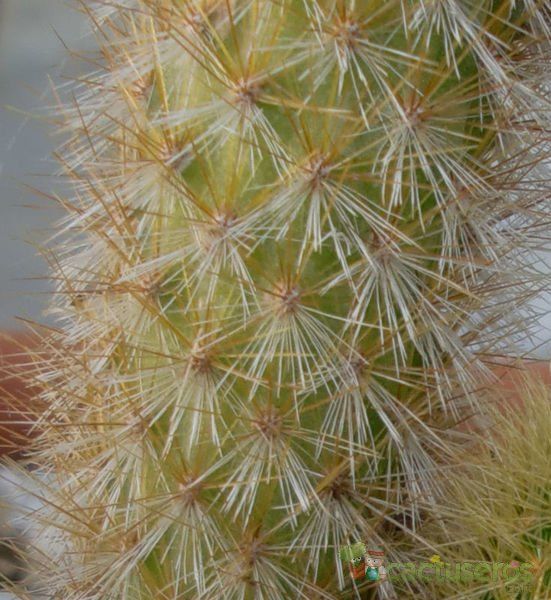 Una foto de Cleistocactus winteri