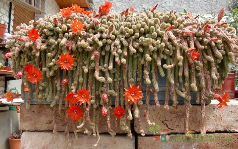 Echinopsis chamaecereus | cactuseros.com
