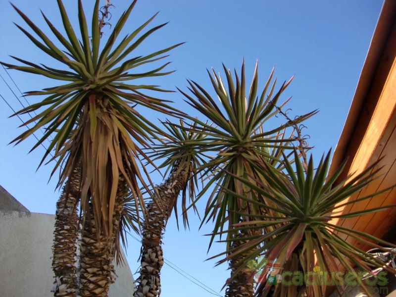 Una foto de Yucca gloriosa