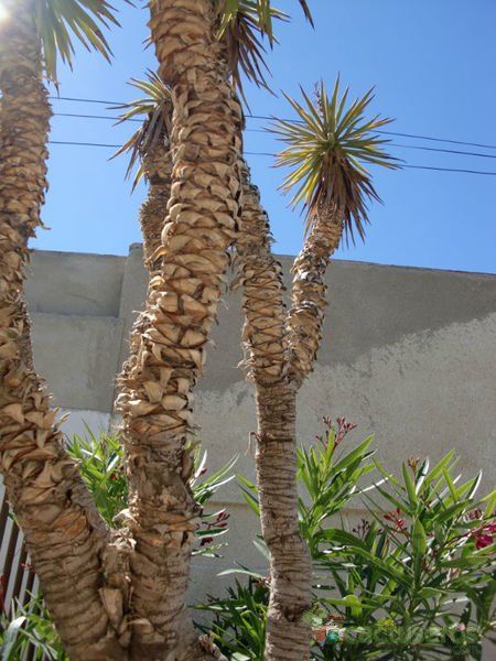 Una foto de Yucca gloriosa