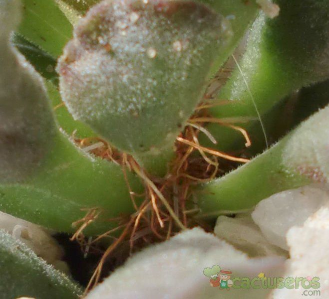 Una foto de Adromischus cristatus