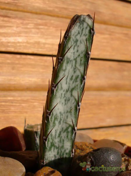 A photo of Cereus spegazzinii