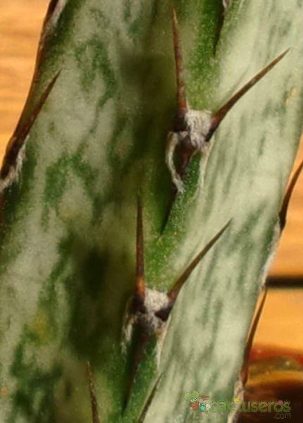 A photo of Cereus spegazzinii