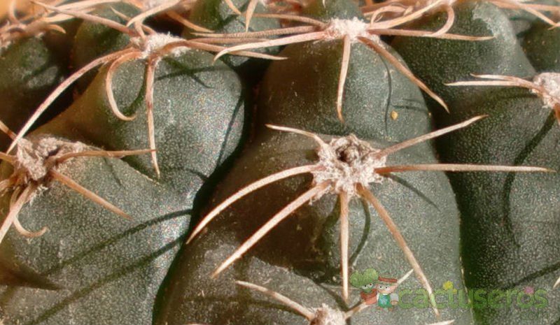 Una foto de Gymnocalycium erinaceum