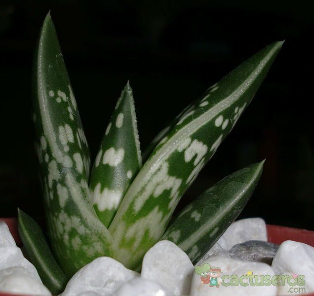 Una foto de Aloe variegata
