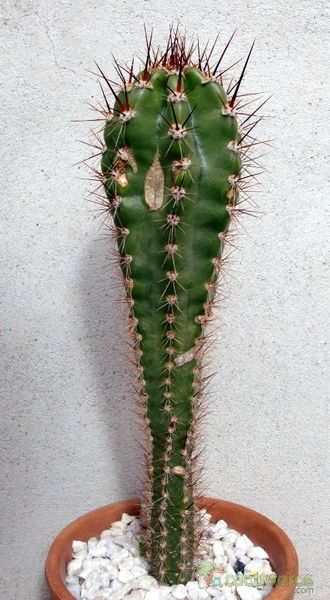 Una foto de Neoraimondia herzogiana