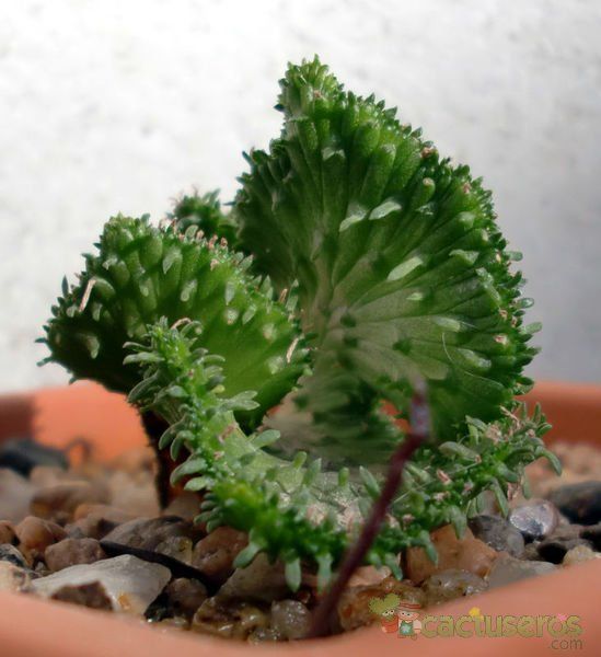 A photo of Euphorbia procumbens fma. crestada