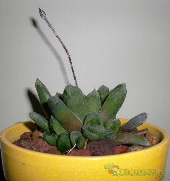 Una foto de Haworthia truncata cv. Harry Johnson