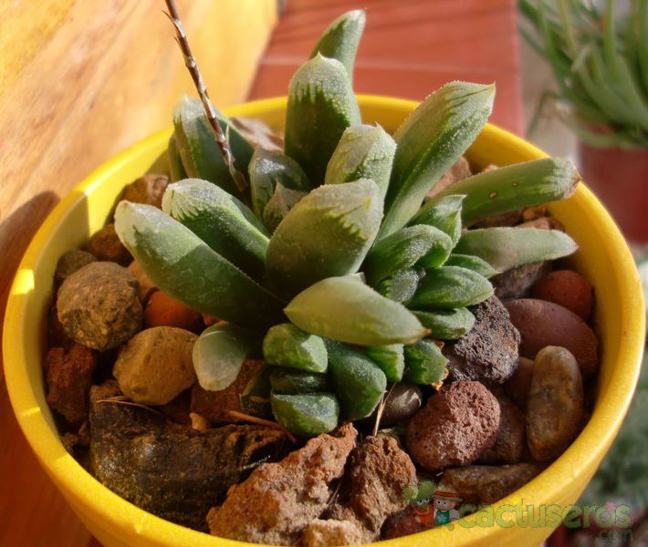 Una foto de Haworthia truncata cv. Harry Johnson