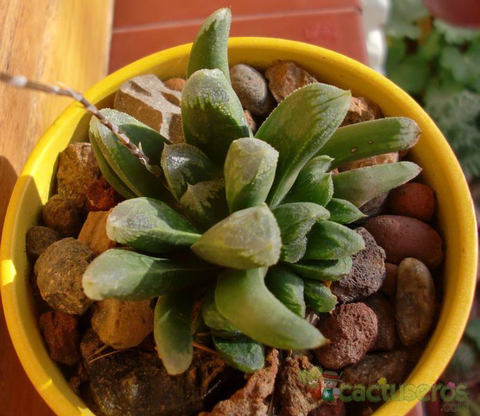 Una foto de Haworthia truncata cv. Harry Johnson
