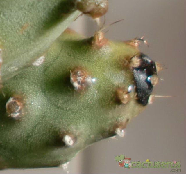 Una foto de Tephrocactus diadematus