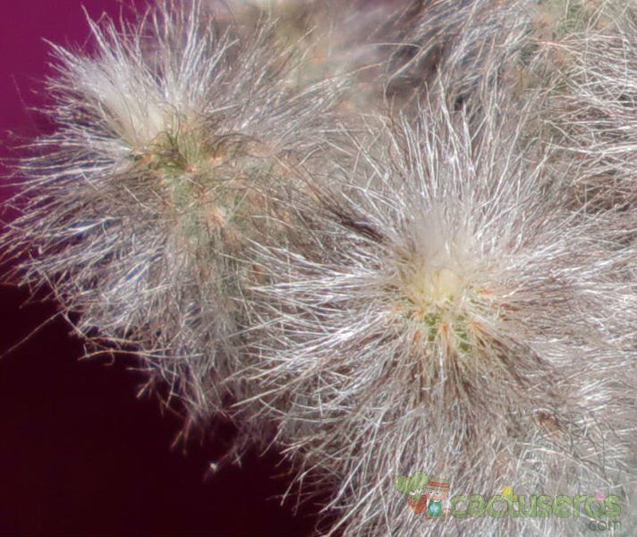 Una foto de Echinocereus schmollii