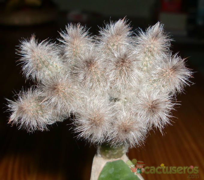 Una foto de Echinocereus schmollii