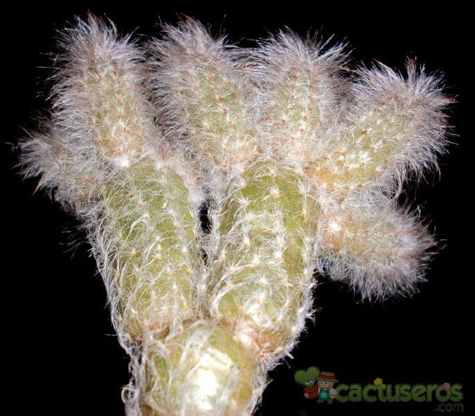 Una foto de Echinocereus schmollii