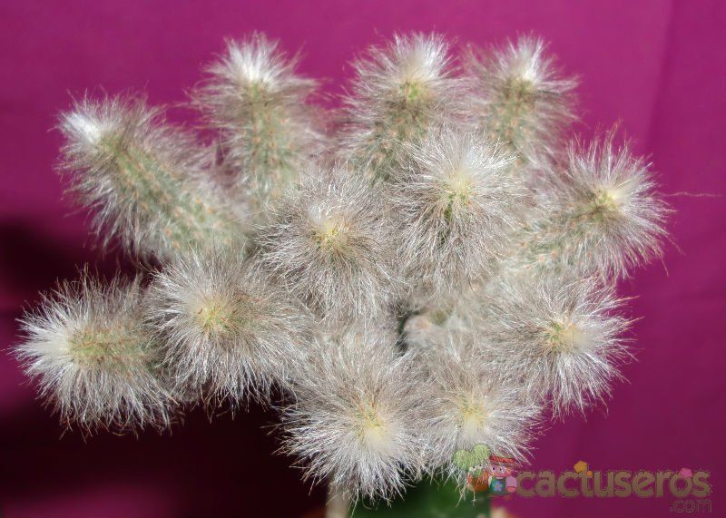 Una foto de Echinocereus schmollii