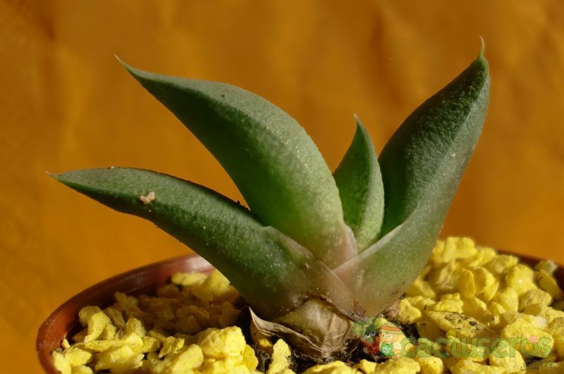 Una foto de Gasteria glomerata
