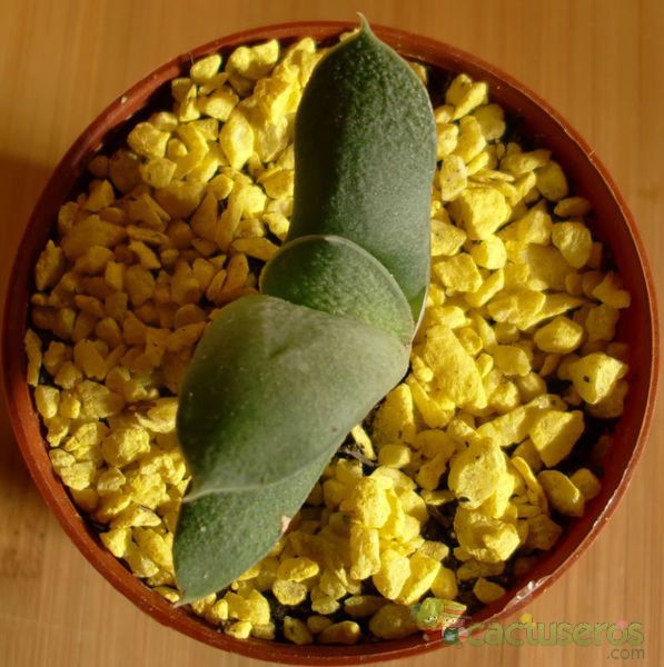 Una foto de Gasteria glomerata