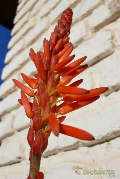 Una foto de Aloe arborescens