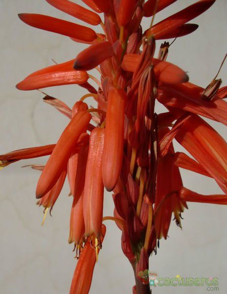 Una foto de Aloe arborescens