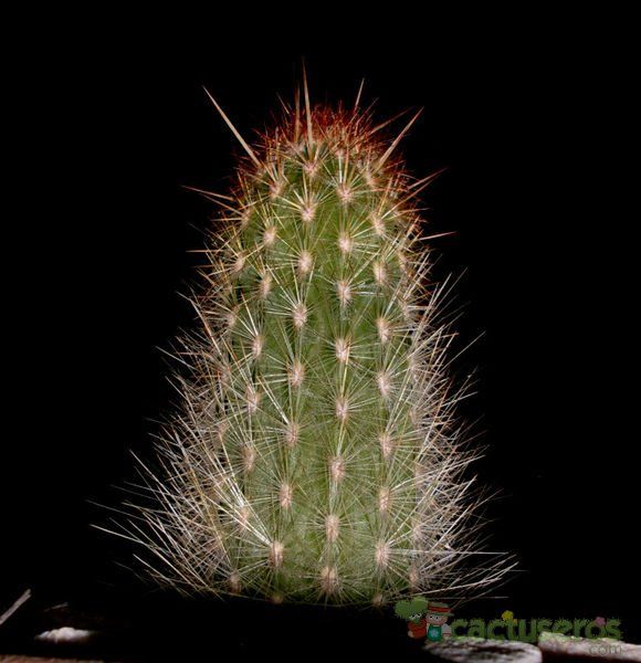 Una foto de Espostoa lanata subsp. ruficeps
