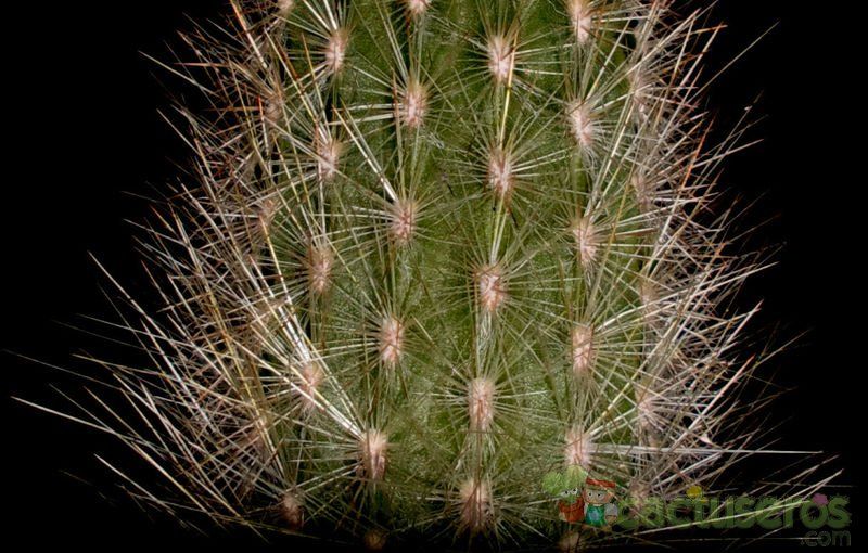 Una foto de Espostoa lanata subsp. ruficeps