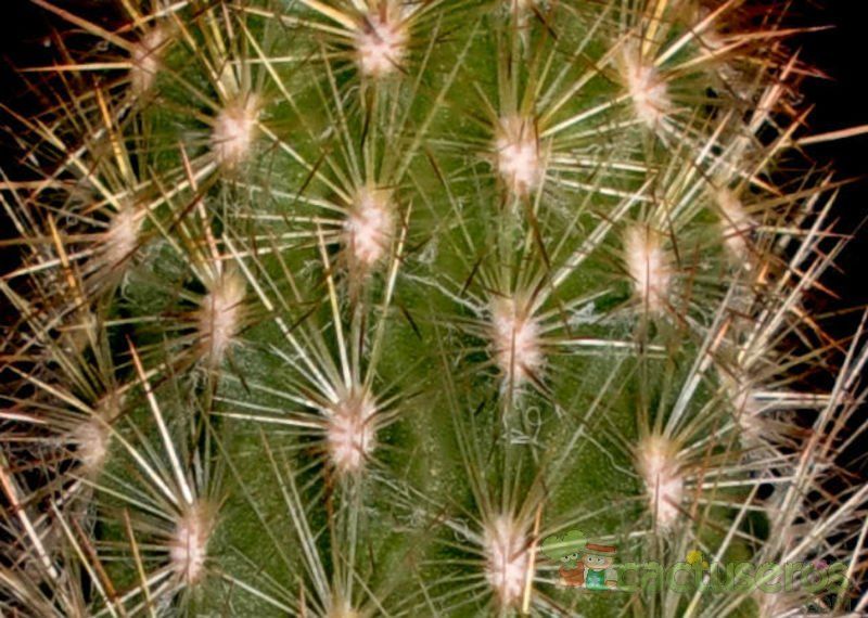 Una foto de Espostoa lanata subsp. ruficeps