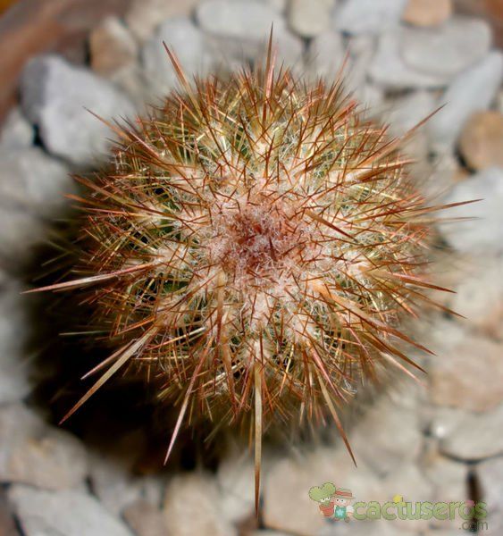Una foto de Espostoa lanata subsp. ruficeps