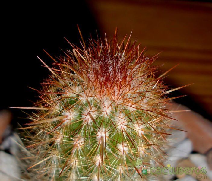 Una foto de Espostoa lanata subsp. ruficeps