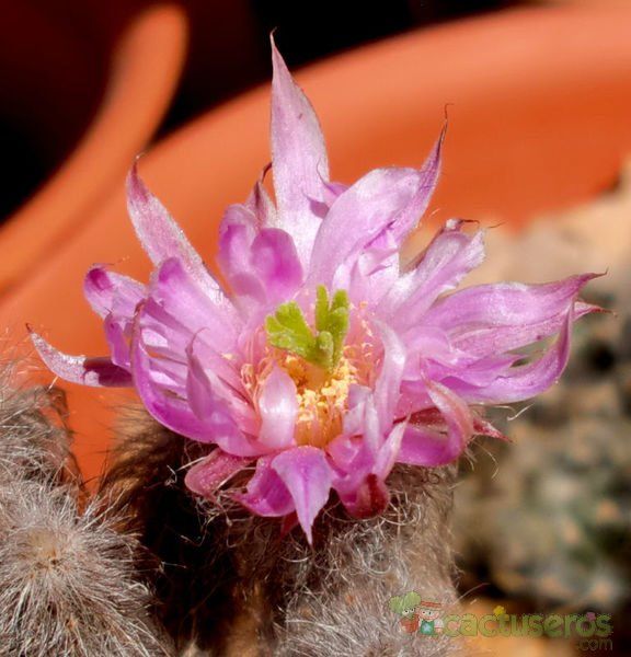 Una foto de Echinocereus schmollii
