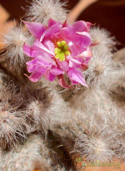 Una foto de Echinocereus schmollii
