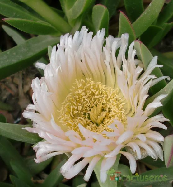 Una foto de Carpobrotus edulis