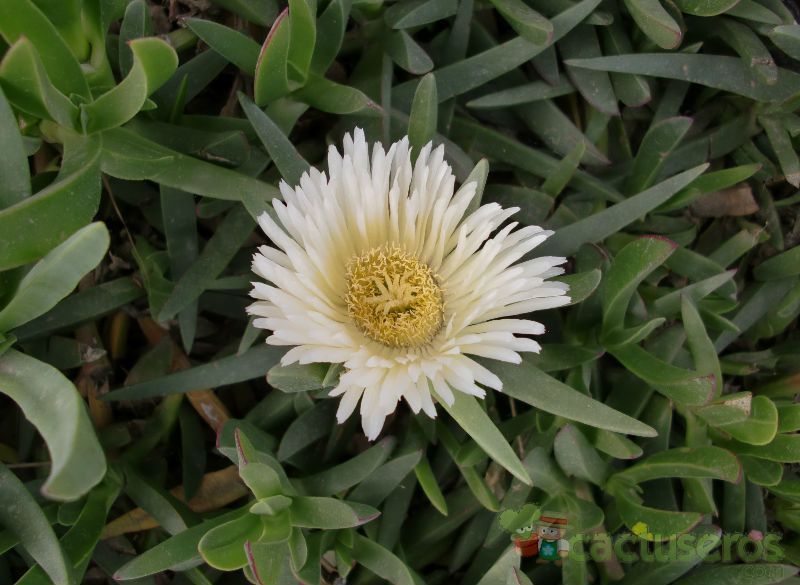 Una foto de Carpobrotus edulis
