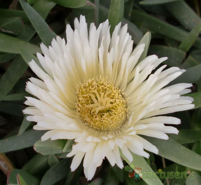 Una foto de Carpobrotus edulis
