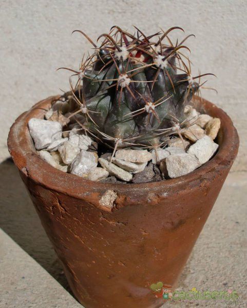 Una foto de Ferocactus wislizeni