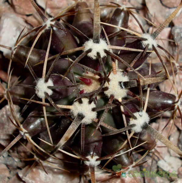 A photo of Ferocactus wislizeni