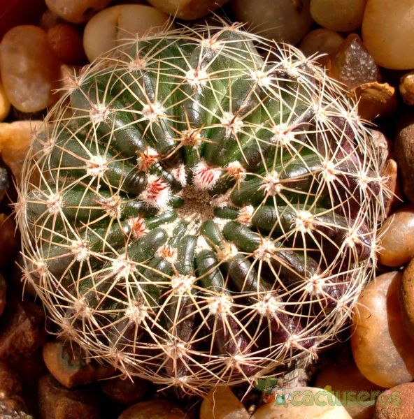 A photo of Parodia nigrispina