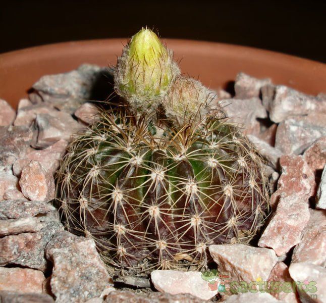 A photo of Parodia nigrispina