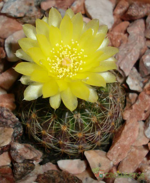 A photo of Parodia nigrispina