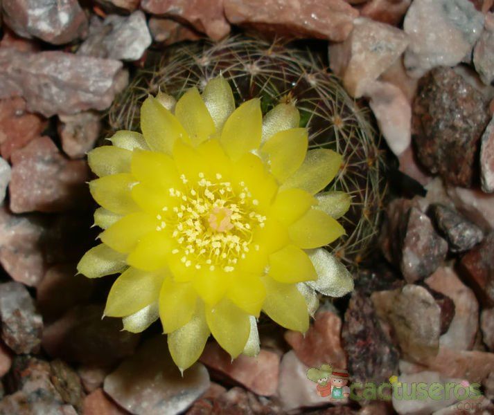 A photo of Parodia nigrispina